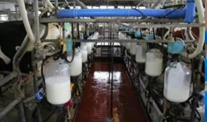 中亞投資項目:牛奶及乳制品生產(chǎn)廠商建設(shè),技術(shù)研發(fā)與進出口貿(mào)易